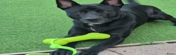 Mixed Breed dogs for sale: Storm in Bedford - Advert 1