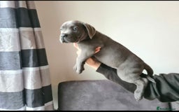 Cane Corso dogs for sale: WORLD CLASS CANE CORSO PUPPIES! 2 Males 4 Females. - Advert 9