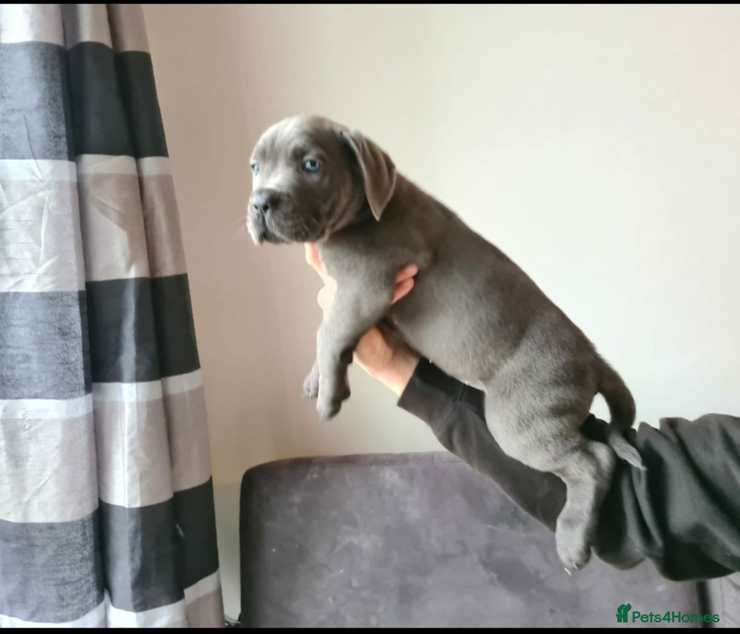 Cane Corso dogs for sale: WORLD CLASS CANE CORSO PUPPIES! 2 Males 4 Females. - Advert 9