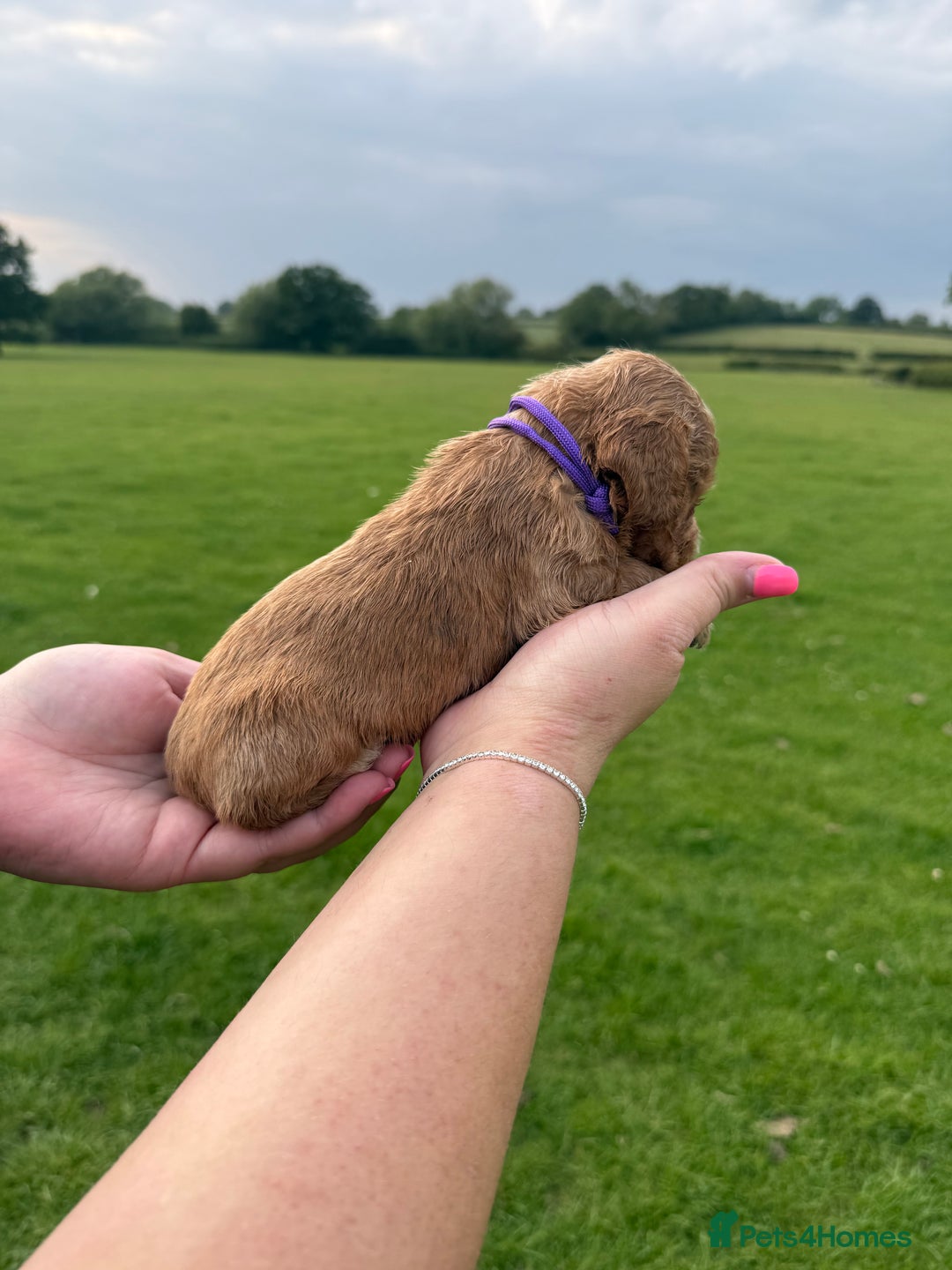 Cockapoo dogs for sale: Cockapoo puppies F1 READY TO LEAVE 🏡🥰 in Leicester - Image 20