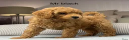 Maltipoo dogs for sale: GORGEOUS MALTIPOOS. BOYS ONLY - Advert 8
