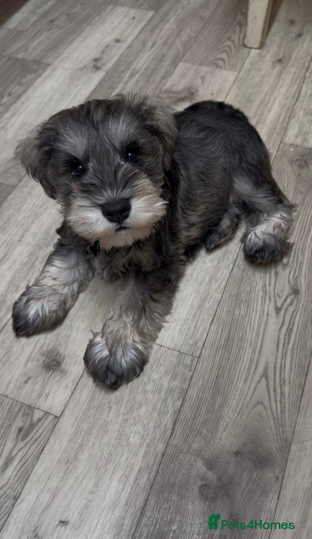Miniature Schnauzer dogs for sale: One and only Jackie Miniature Shnauzer  - Advert 11