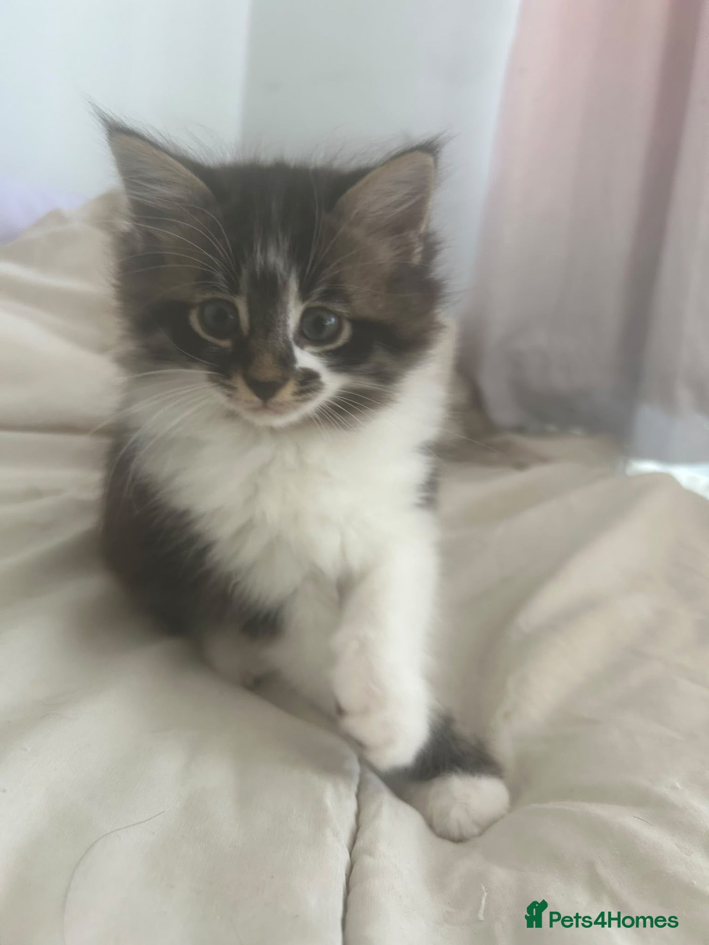 Mixed Breed cats Beautiful kittens for sale to 5* homes  - Advert 1