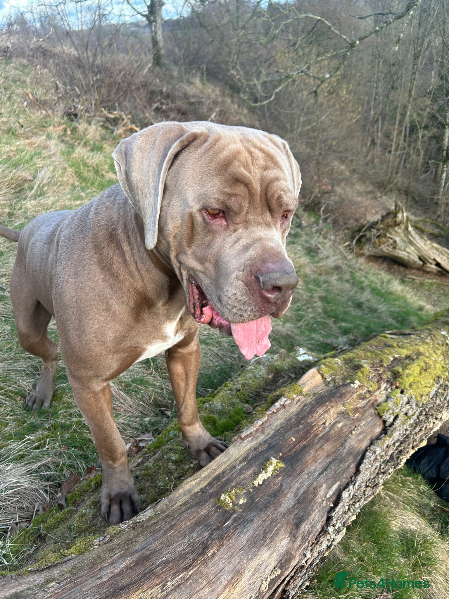 Cane Corso dogs Louis (for stud) - Advert 1