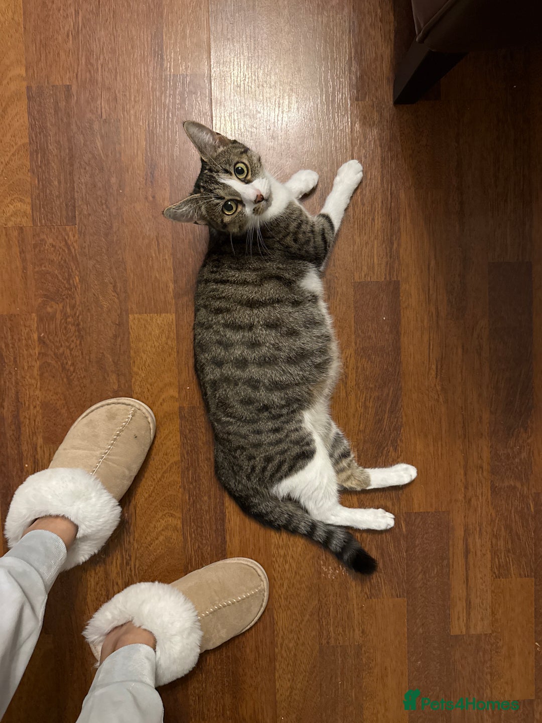 Domestic Shorthair cats for sale: Free girl cat (spayed) - Image 9