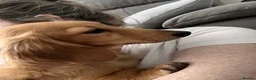 Miniature Dachshund dogs for sale: KC Miniature Long Haired Dachshund Cream Male in Warminster - Advert 6