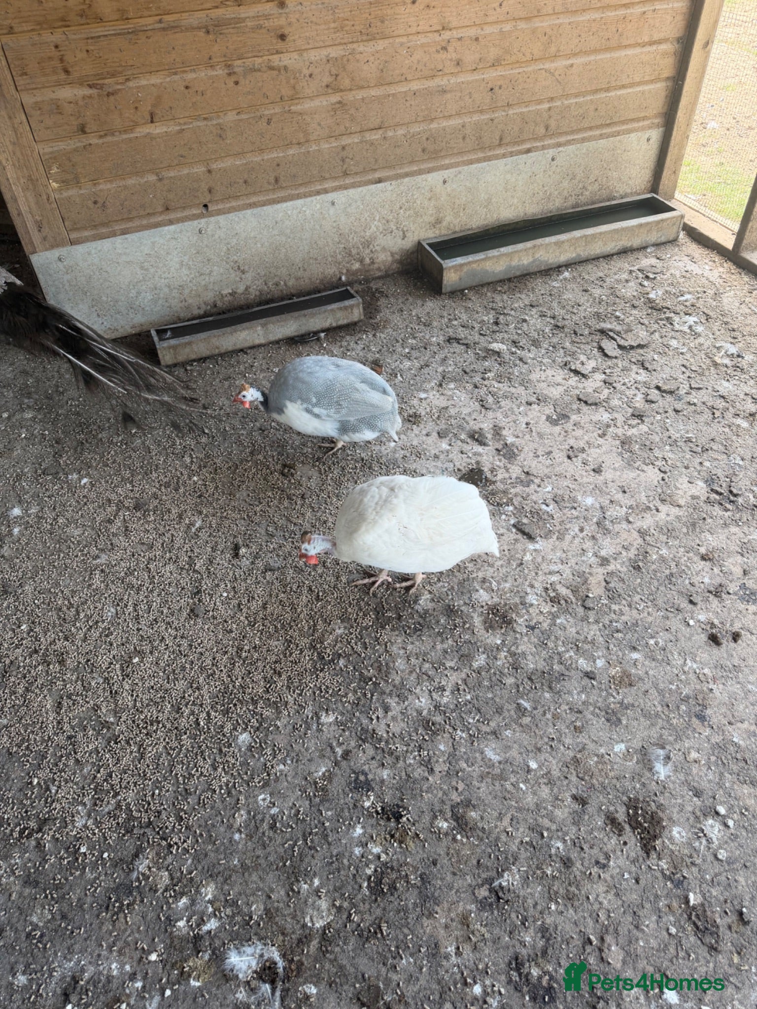 Guinea Fowl poultry Guinea fowl hatching eggs white lavender  - Advert 7