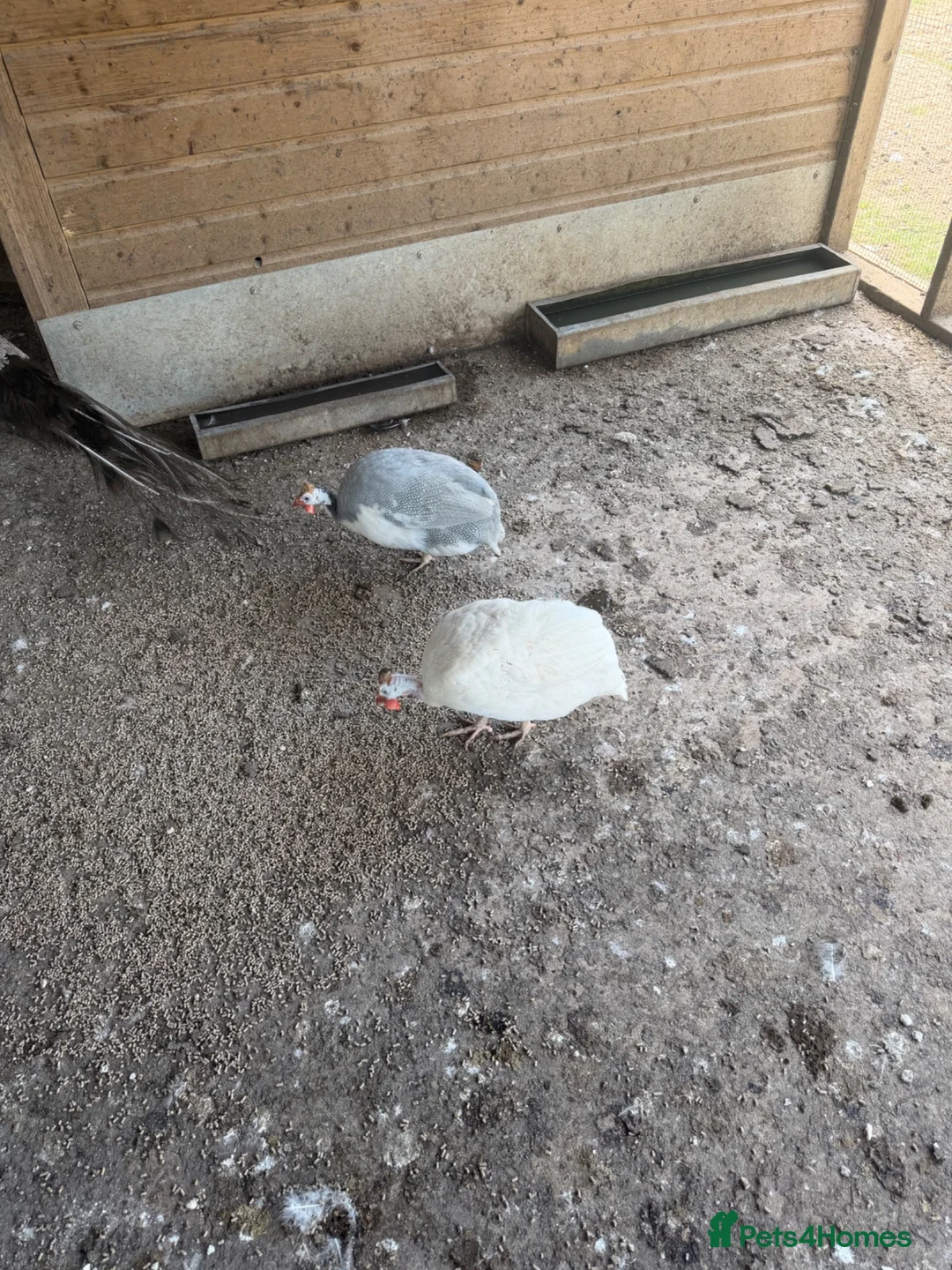 Guinea Fowl poultry for sale: Guinea fowl hatching eggs white lavender  - Advert 1
