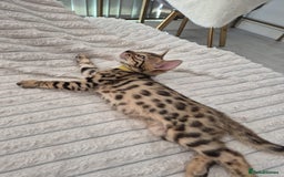 Bengal cats for sale:  🐾Four Beautiful Bengal Kittens🐾 - Image 15