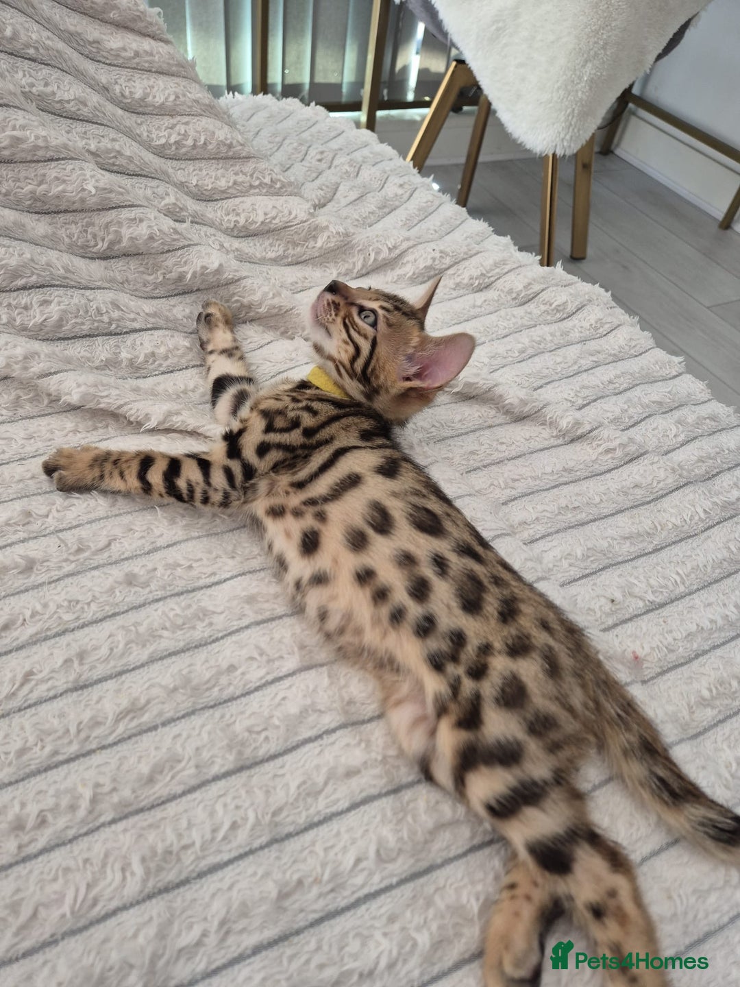 Bengal cats for sale:  🐾Four Beautiful Bengal Kittens🐾 - Image 15