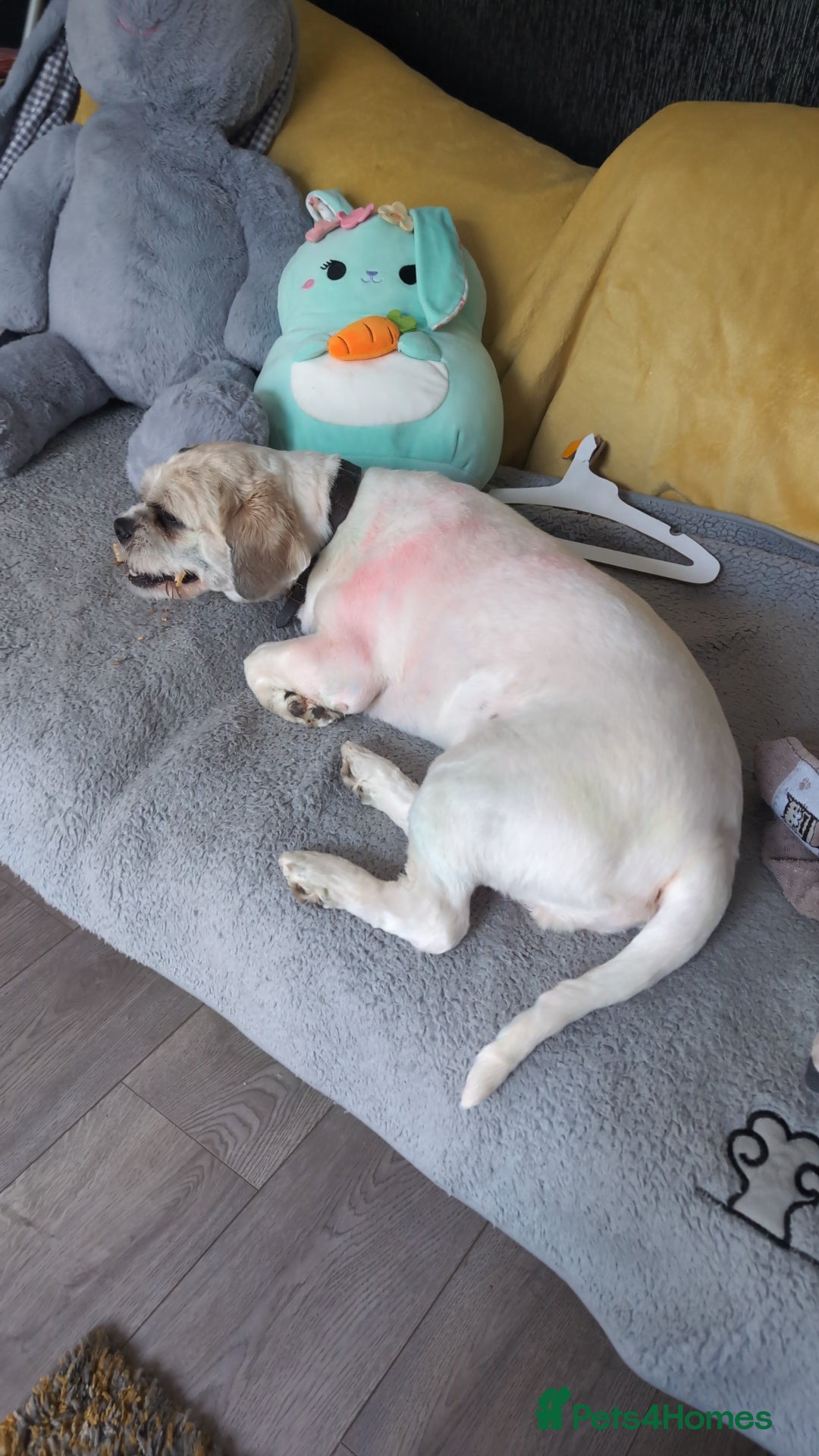 Shih Tzu dogs for sale: Duggee - Image 3