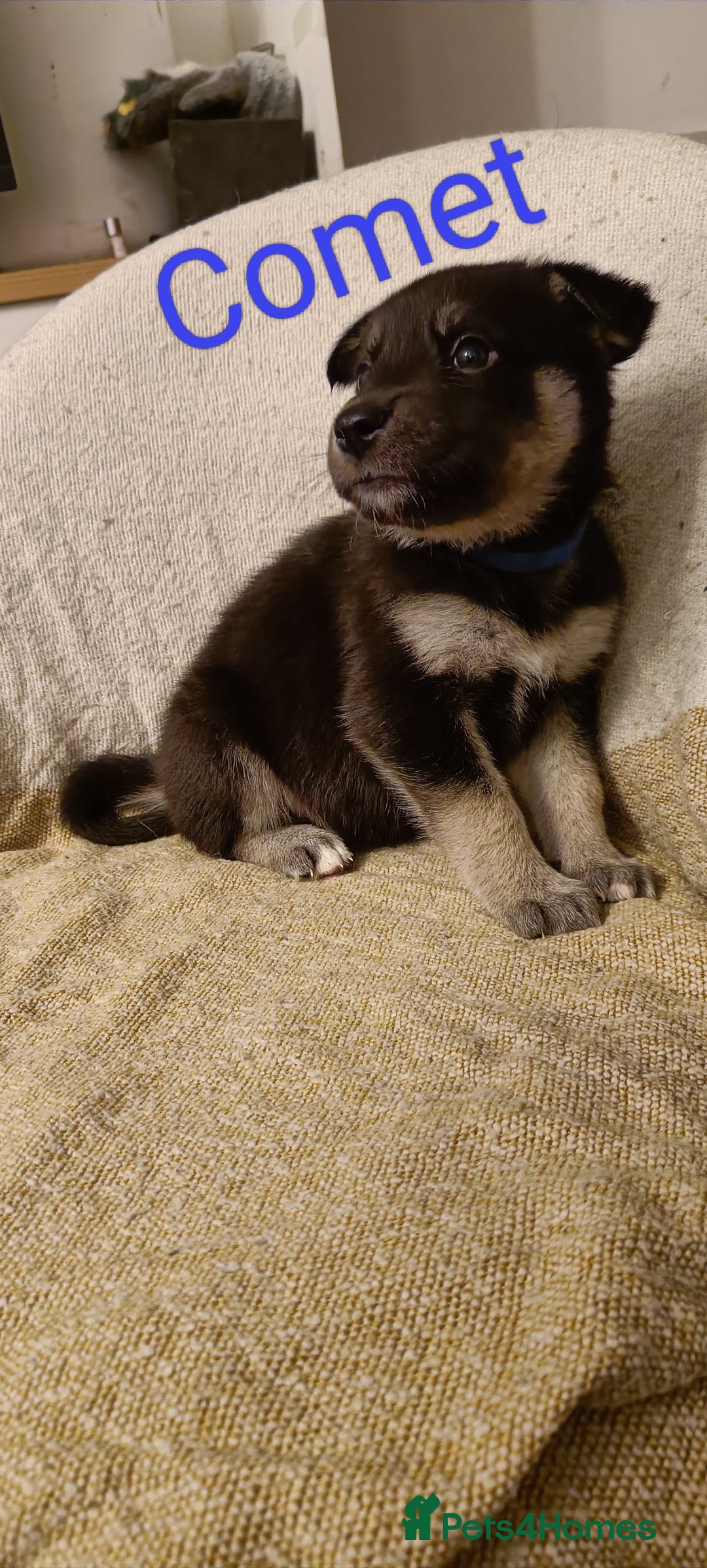 Shepsky dogs for sale: 9x Gorgeous Shepsky Puppies available 31/01 - Advert 8