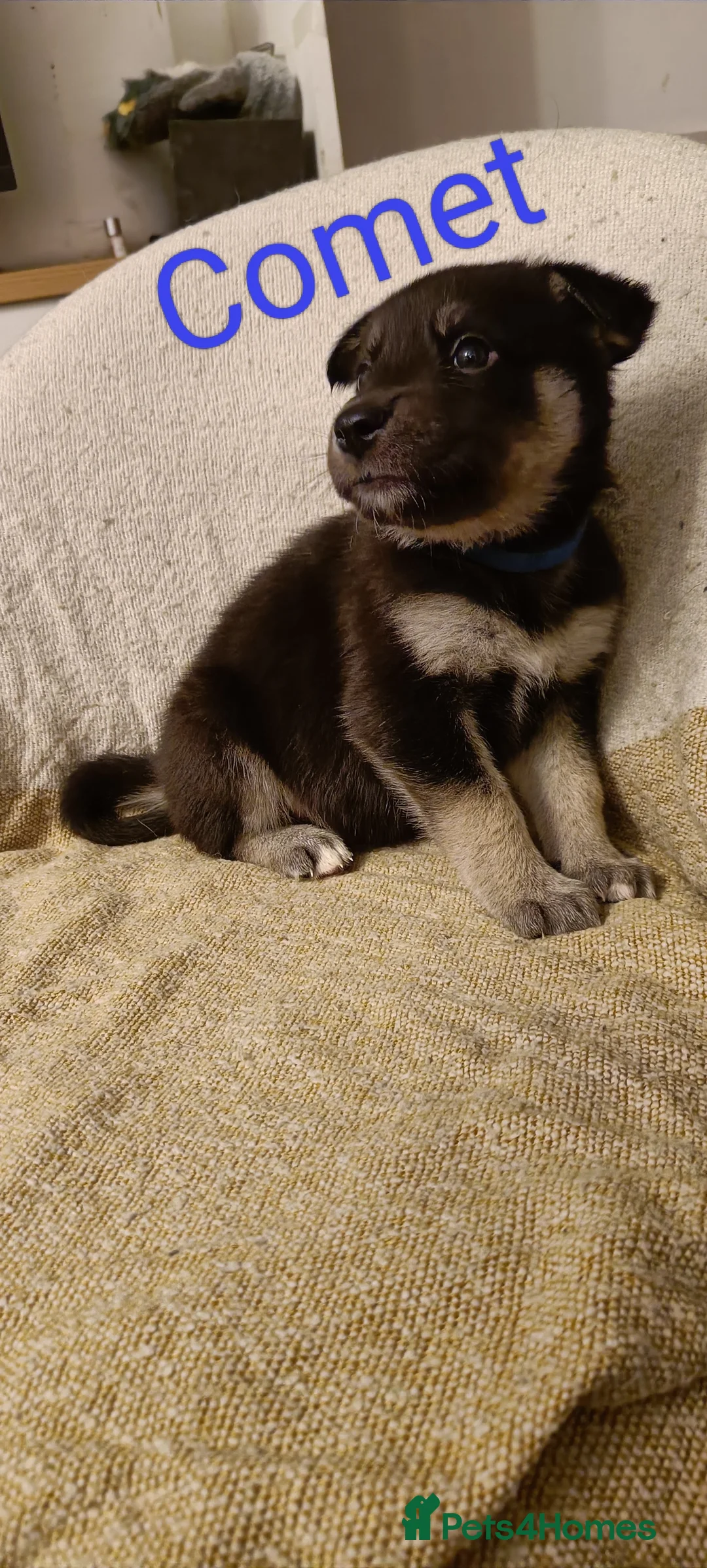 Shepsky dogs for sale: 9x Gorgeous Shepsky Puppies available 31/01 - Advert 8