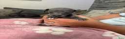 Mixed Breed dogs for sale: Italian greyhound 3/4 and 1/4 whippet puppies  - Advert 28