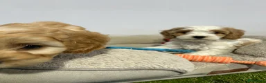 Cavapoochon 2