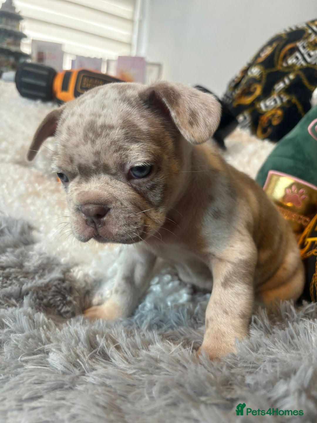 French Bulldog dogs for sale: Stunning Newshade French Bulldog Puppies - Image 22