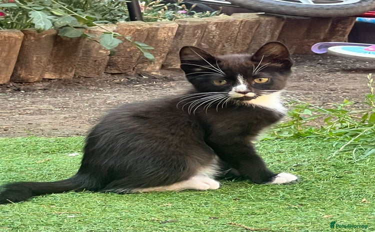 Mixed Breed cats - Advert 1