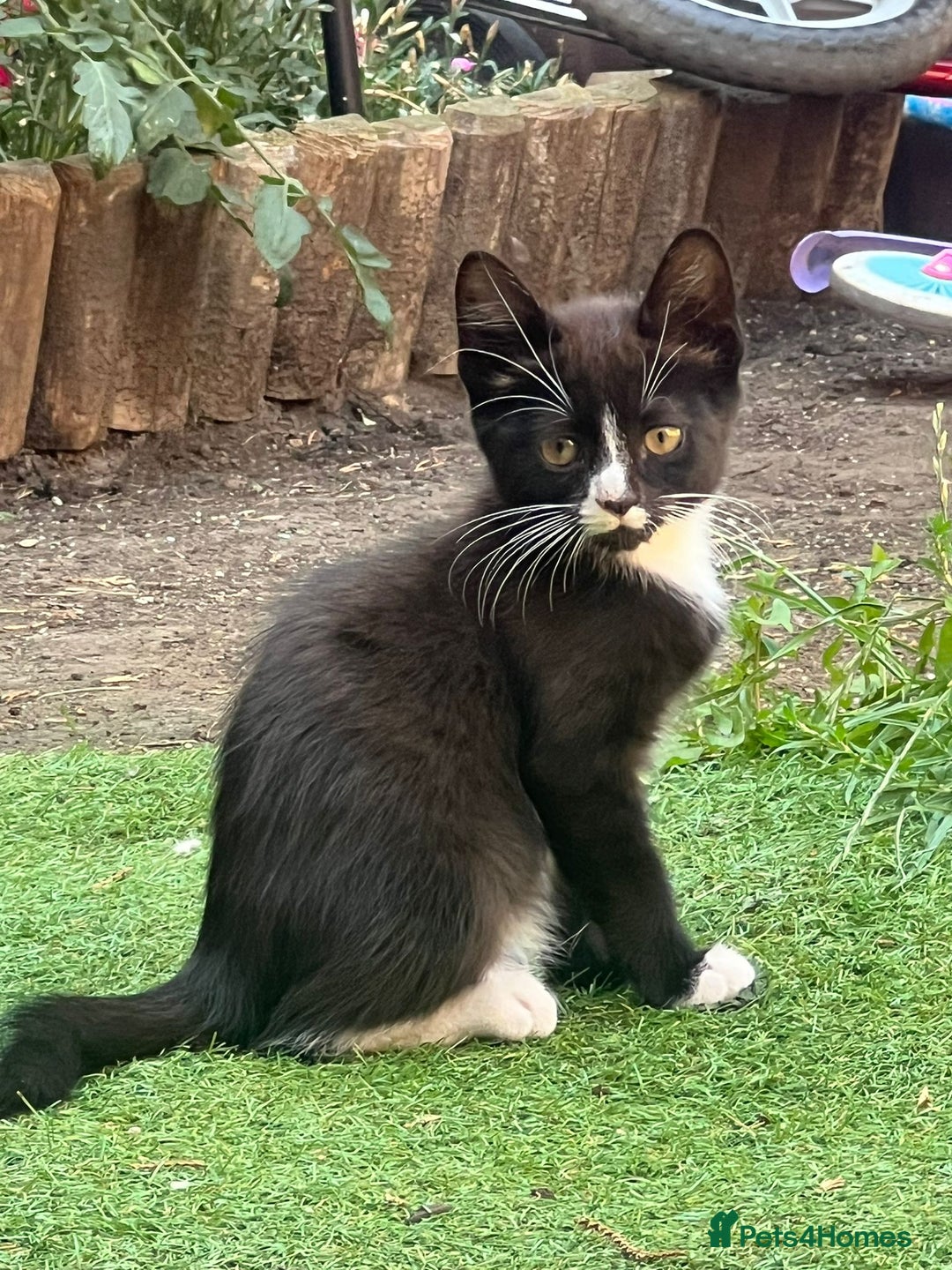Mixed Breed cats for sale: 4 lovely kittens looking new house.  - Image 1