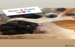Jackapoo dogs for sale: Beautiful Jackapoo Puppies 🖤🖤🖤 - Image 11