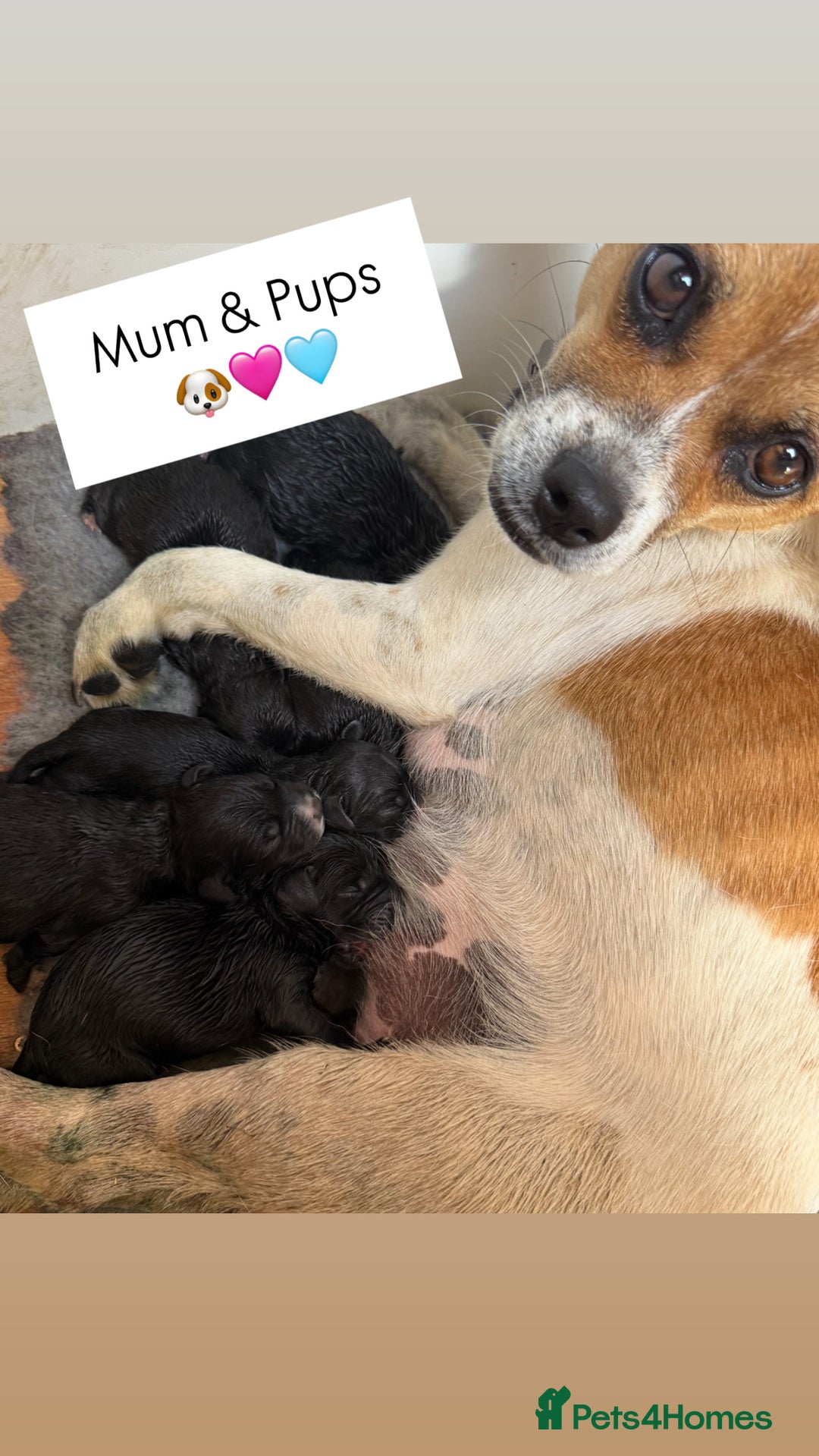 Jackapoo dogs for sale: Beautiful Jackapoo Puppies 🖤🖤🖤 - Image 11