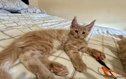 Maine Coon cats for sale: Last Ginger Boy Pure Mainecoon! - Image 36