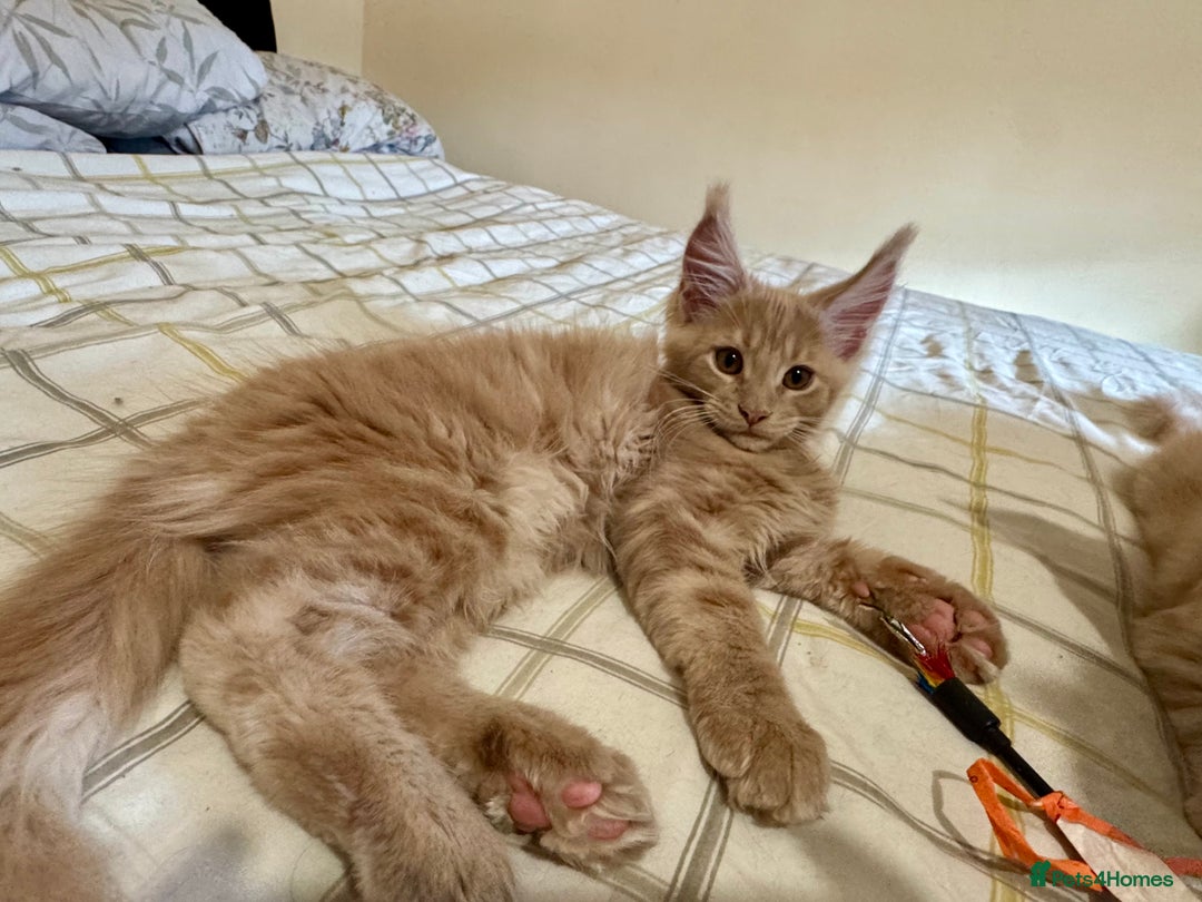 Maine Coon cats for sale: Last Ginger Boy Pure Mainecoon! - Image 36