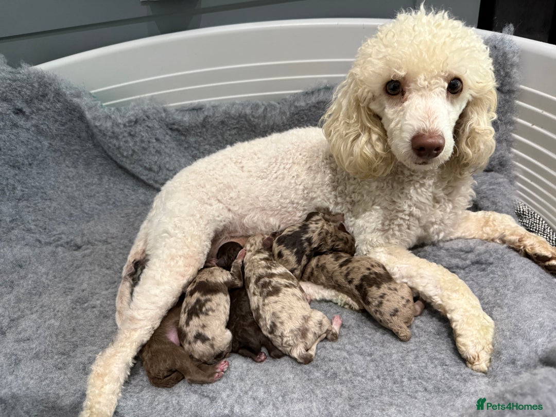 Miniature Poodle dogs for sale: Beautiful Miniature Poodle pups  - Advert 25