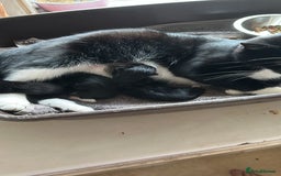 Mixed Breed cats for sale: Tuxedo kittens( boy and girl) London - Image 3