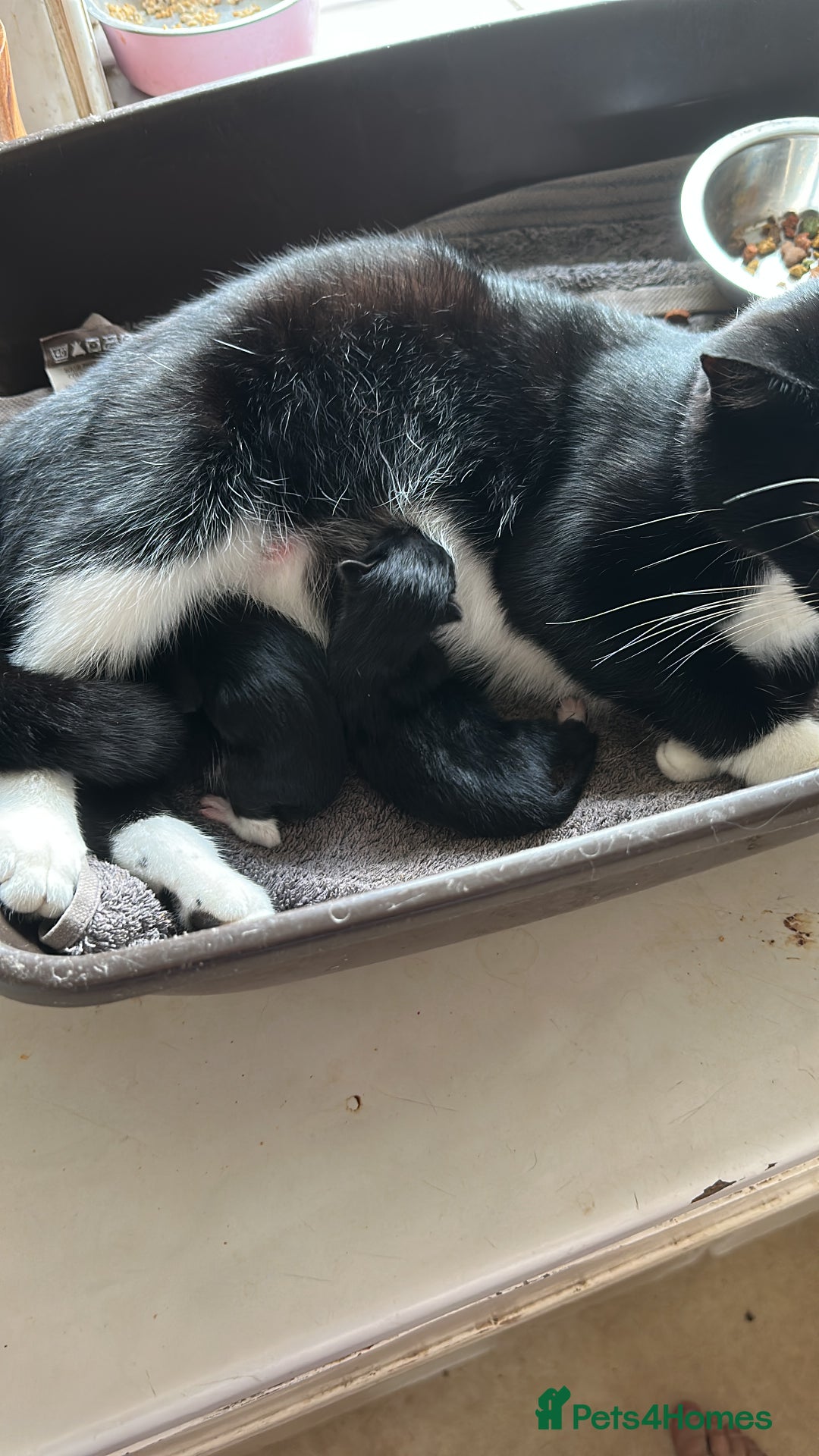 Mixed Breed cats for sale: Tuxedo kittens( boy and girl) London - Image 3