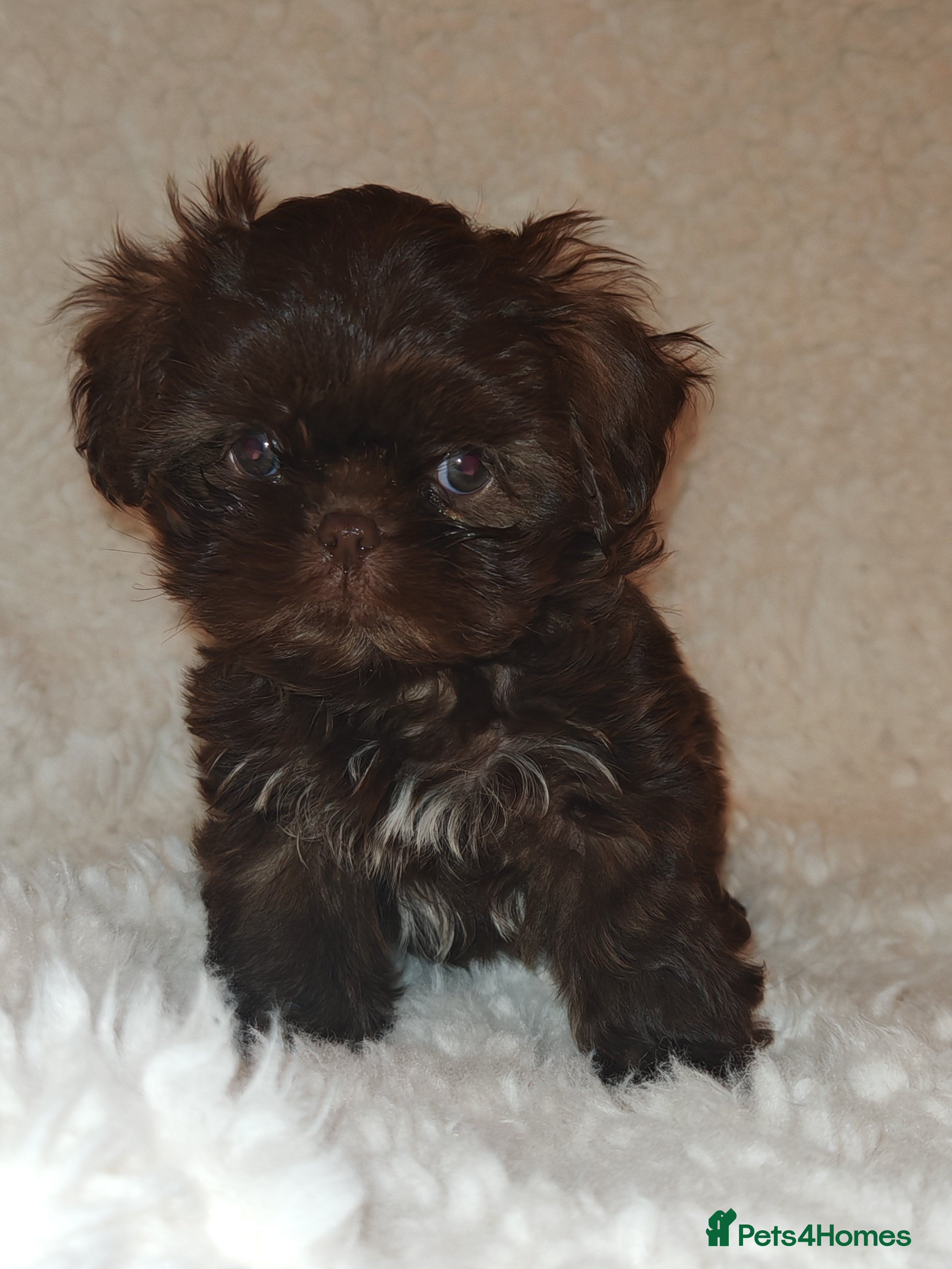 Shih Tzu dogs Shih Tzu cross Affenpinscher - Advert 3