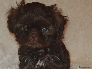 Shih Tzu dogs Shih Tzu cross Affenpinscher - Advert 2