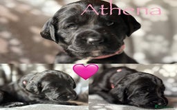 Mixed Breed dogs for sale: Sprockador puppies  - Image 6