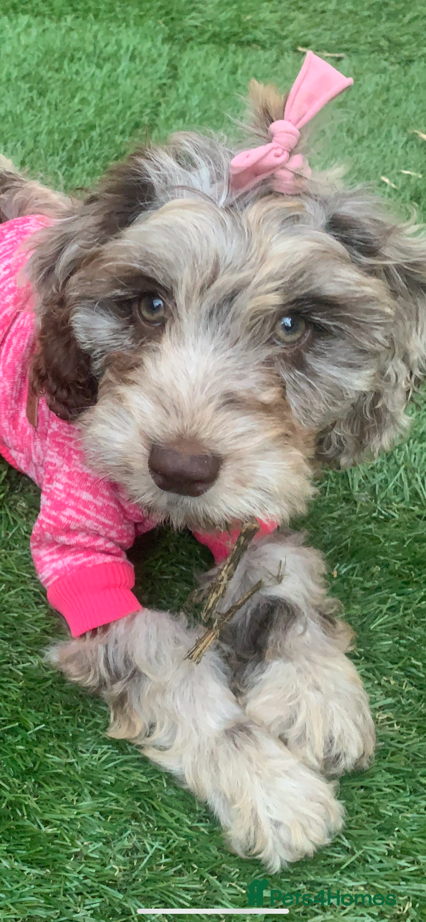 Cavapoo dogs Twinkle  - Advert 17