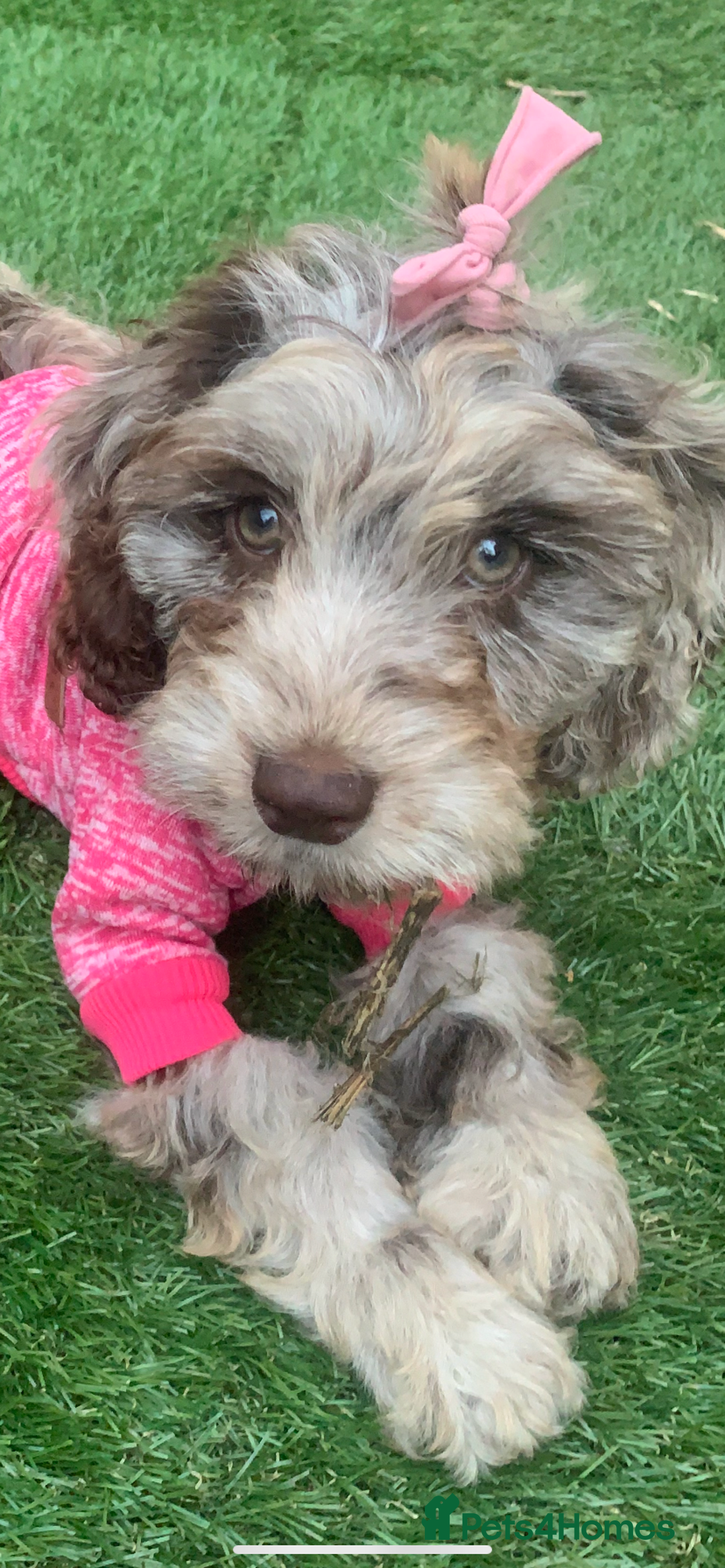 Cavapoo dogs for sale: Twinkle  - Advert 1