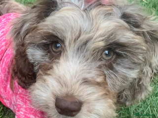 Cavapoo dogs Twinkle - Advert 12