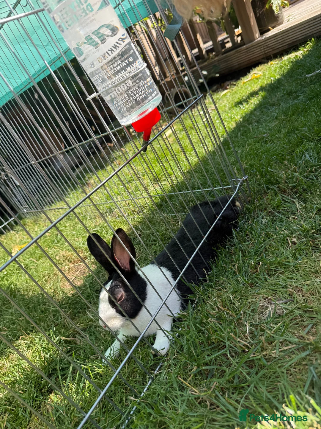 Dutch rabbits for sale: 2 Male Dutch Rabbits  in Malton - Advert 2