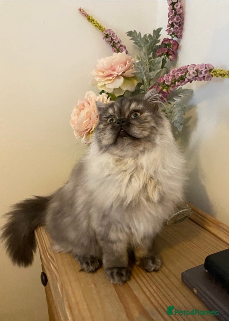 Persian cats Beautiful Persian kitten  in Caernarfon - Advert 3