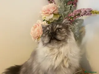 Persian cats Beautiful Persian kitten in Caernarfon - Advert 3