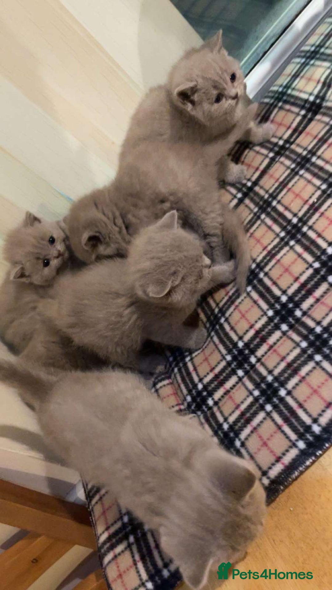 British Shorthair cats for sale: British Shorthair Kittens for Sale - Advert 2
