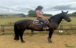 British Warmblood horses for sale: Fudge the yard favourite  - Image 4