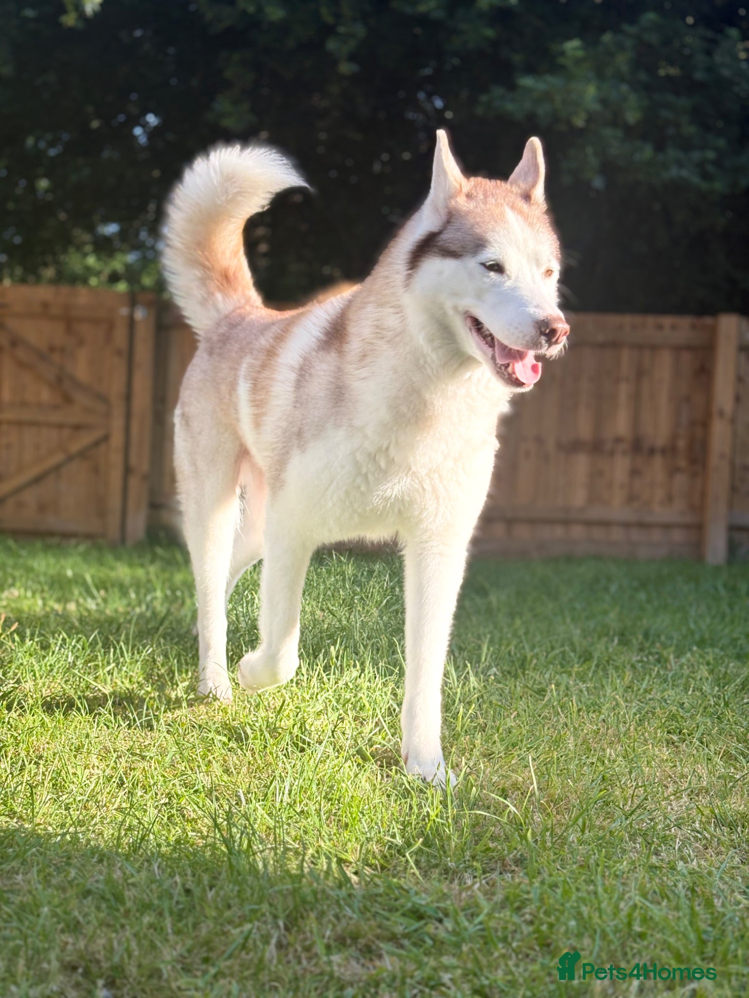 Siberian Husky dogs for sale: Siberian husky puppies in Swindon - Advert 3
