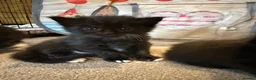 Maine Coon cats for sale: Norwegian Forest x Maine Coon Kittens 🐾 - Advert 13