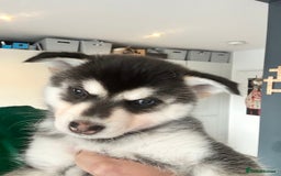 Pomsky dogs for sale: Beautiful husky marked Pomskies  - Image 5