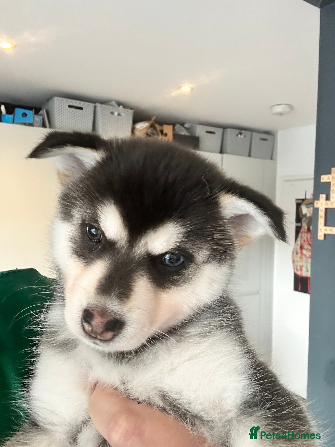 Pomsky dogs for sale: Beautiful husky marked Pomskies  - Image 5