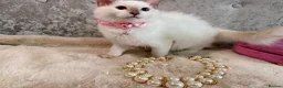 Ragdoll cats for sale: 🌟Stunning HCM PKD Clear ✅ 💕 Ragdoll Kittens 🌟 - Advert 5
