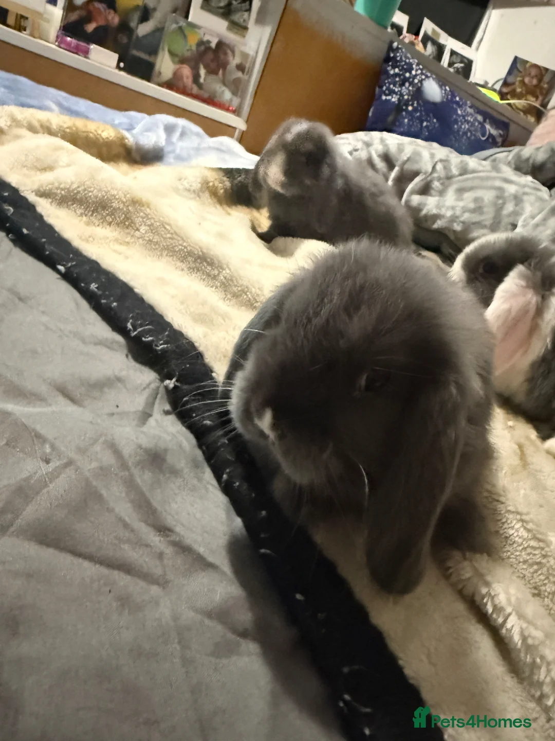 Mini Lop rabbits for sale: Mini lop bunny rabbits  - Advert 2