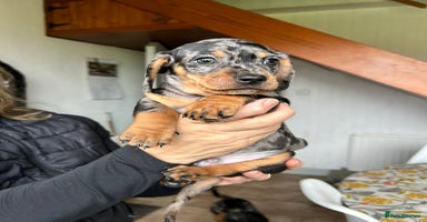 Miniature Dachshund dogs - Advert 3