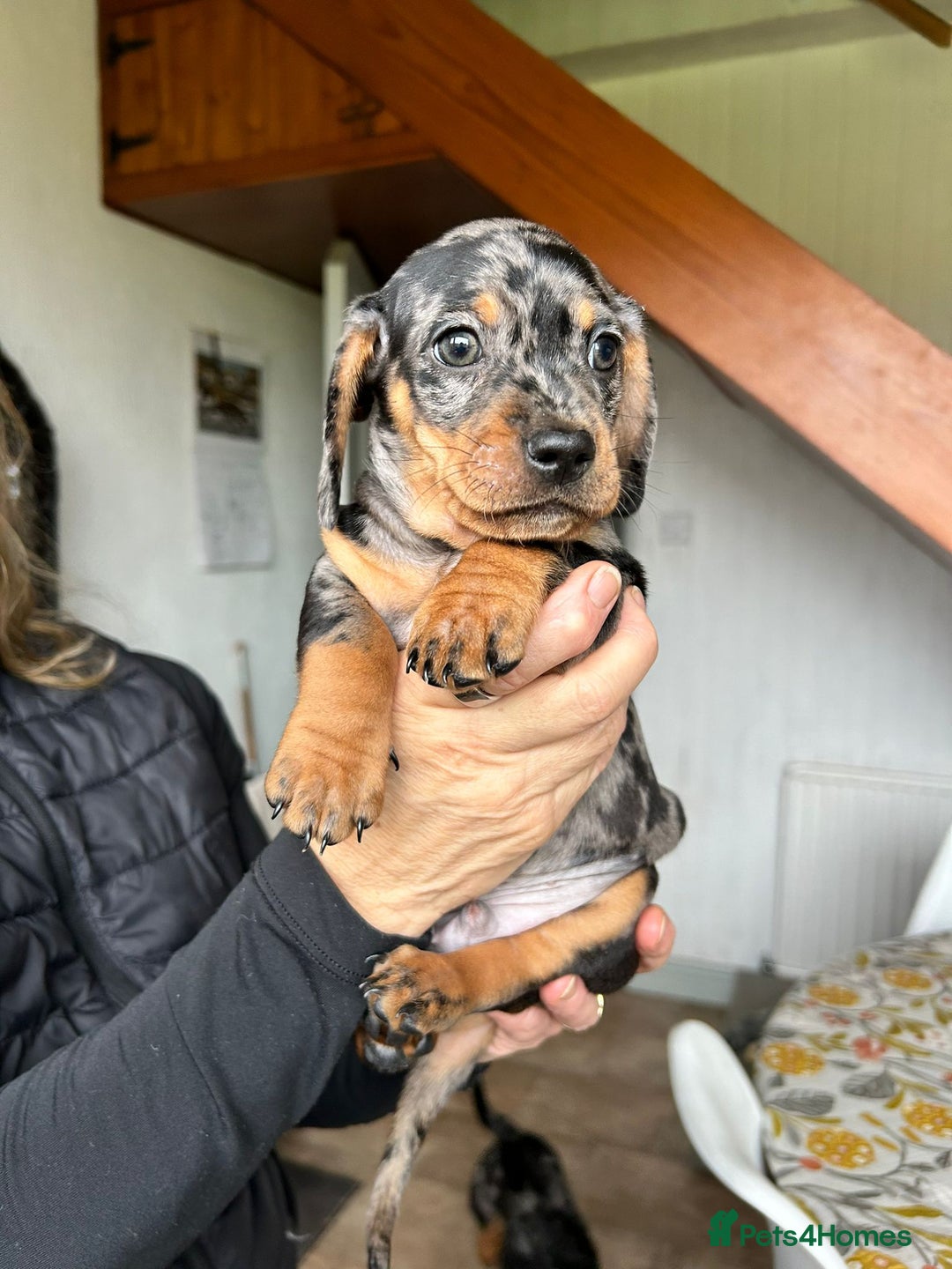 Miniature Dachshund dogs for sale: Beautiful dachsund pups...ready to go in mid Nov - Image 3