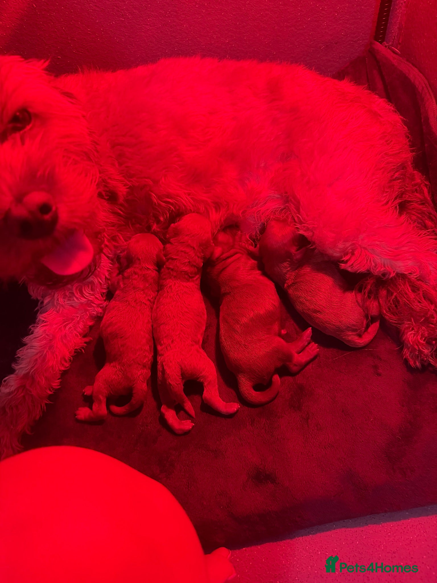 Cavapoo dogs F1b Cavapoos for sale  - Advert 2