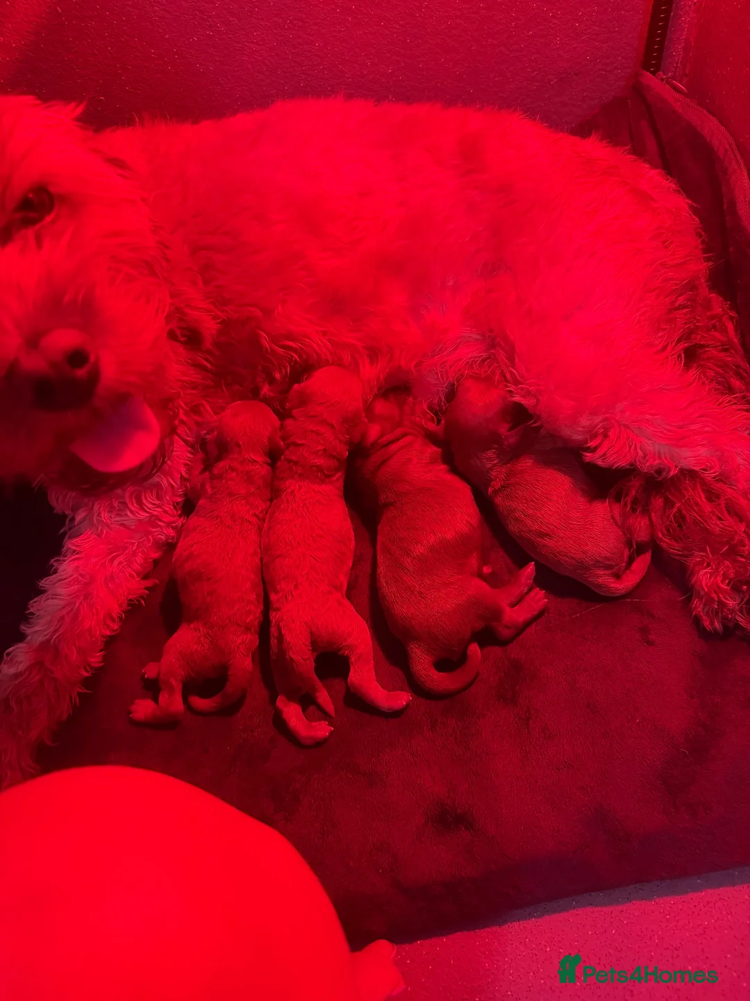 Cavapoo dogs for sale: F1b Cavapoos for sale  - Advert 1